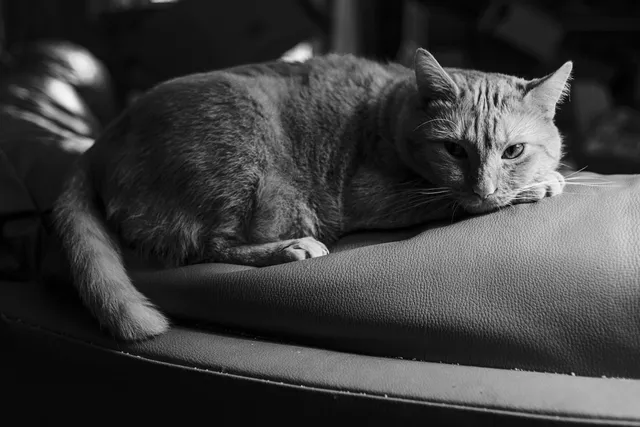 Black-and-white portrait of Pabu the cat lounging on a leather couch in low window light